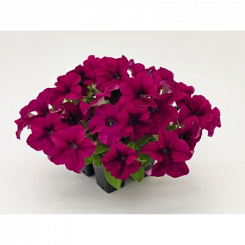 Петуния грандифлора Саксесс Эйч Ди Пинк
