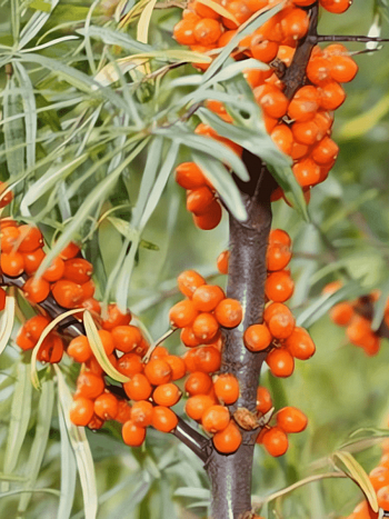 Облепиха крушиновидная Ascola