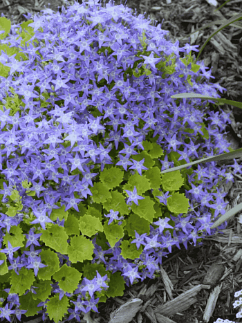 Колокольчик  гарганский Major