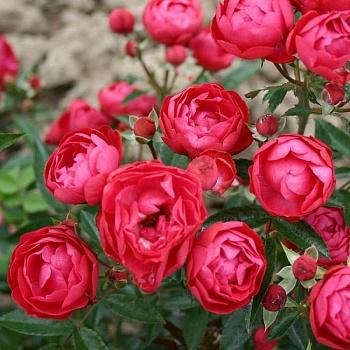 Роза миниатюрная Red Joy
