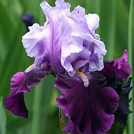 Ирис бородатый Блуберд Вайн