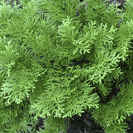 Туевик долотовидный Nana