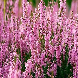 Вереск Пересвет розовый