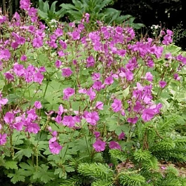 Герань Bevan's Variety