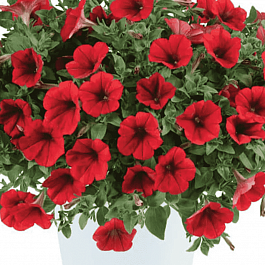 Петуния (сурфиния) Scarlet Red кашпо