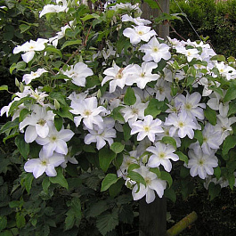Клематис крупноцветковый Юкикомаши