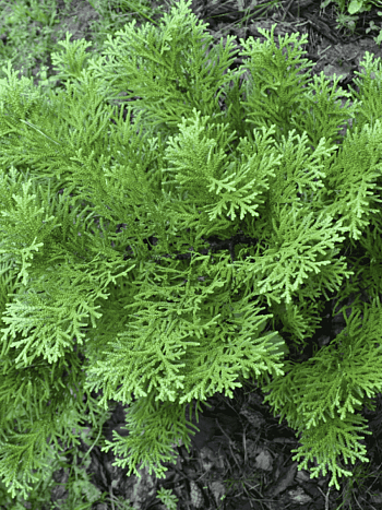 Туевик долотовидный Nana