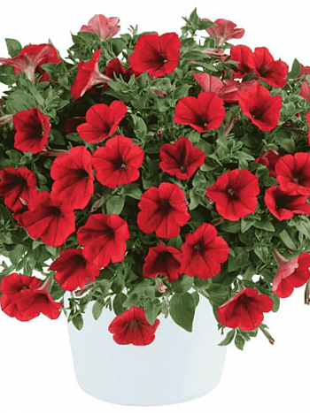 Петуния (сурфиния) Scarlet Red кашпо