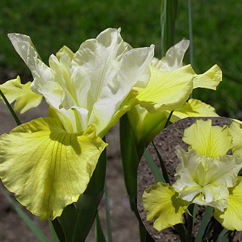 Ирис сибирский Саммер Ревелз