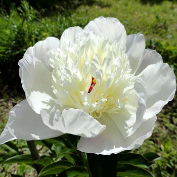 Пион травянистый Иммакули Пион травянистый Иммакули