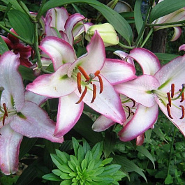 Лилия восточная Хотлайн