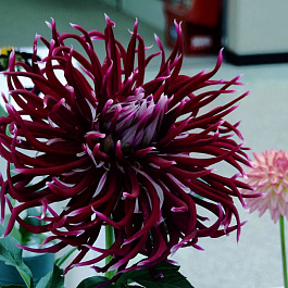 Георгина Кактусовая Холлихилл Спайдервуман