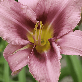 Лилейник Purple Bicolor