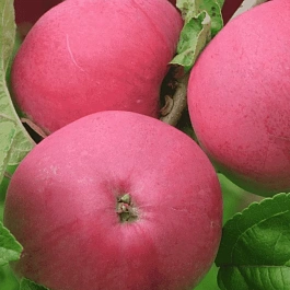 Яблоня Мелба красная