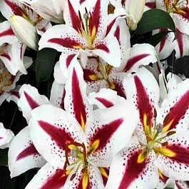 Лилия восточная Big Smile