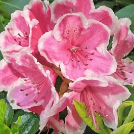 Рододендрон гибридный Janet Ward