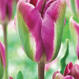 Тюльпан Nightrinder