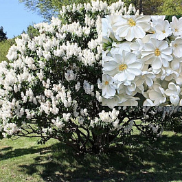 Сирень обыкновенная Рочестер