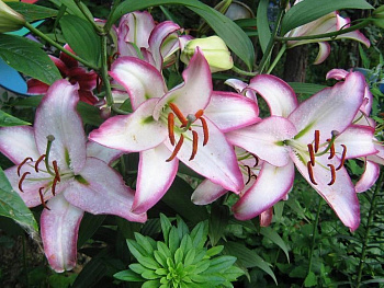 Лилия восточная Хотлайн