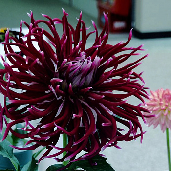 Георгина Кактусовая Холлихилл Спайдервуман