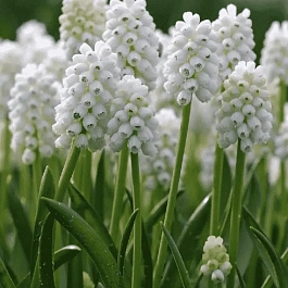 Мускари White Magic