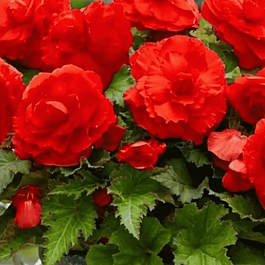 Бегония Red
