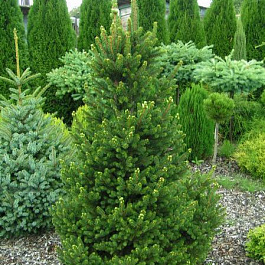 Ель обыкновенная Вил`с Цверг Ель обыкновенная Вил`с Цверг