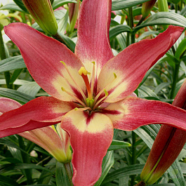 Лилия азиатская Изи Дрим