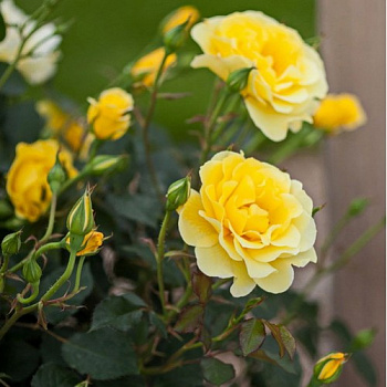 Роза почвопокровная Йеллоу Марин