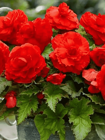 Бегония Red