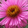Астра кустарниковая Barrs Pink