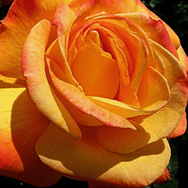 Роза чайно-гибридная Philippe Noiret