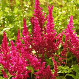 Астильба Арендса Else Schluck