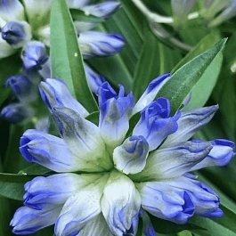 Горечавка даурская