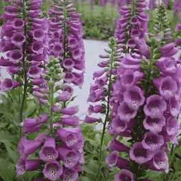 Наперстянка Dottie Purple