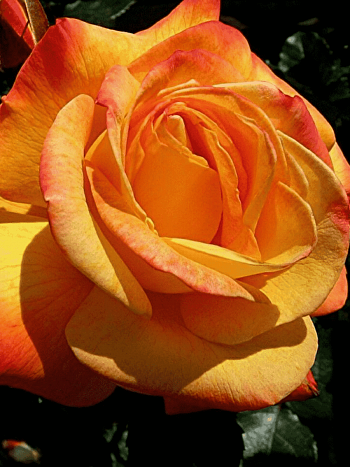 Роза чайно-гибридная Philippe Noiret