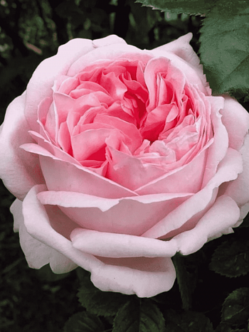 Роза чайно-гибридная  Myriam