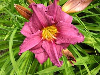 Лилейник гибридный Саммэ Вайн