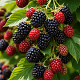 Ежевика