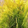 Туя  западная Aurescens