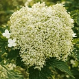 Гортензия древовидная Emerald Lace