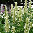 Агастахис морщинистый Alabaster