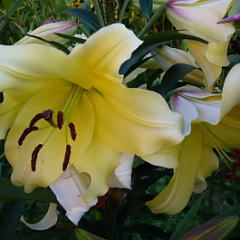 Лилия ОТ-гибрид Лесото