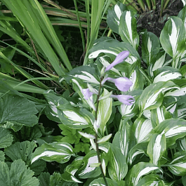 Хоста Mediovariegata