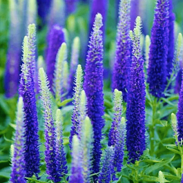 Вероника колосистая BLUE BOUQUET