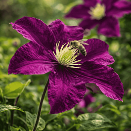 Клематис Warszawska Nike