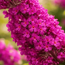 Буддлея давида Miss Ruby