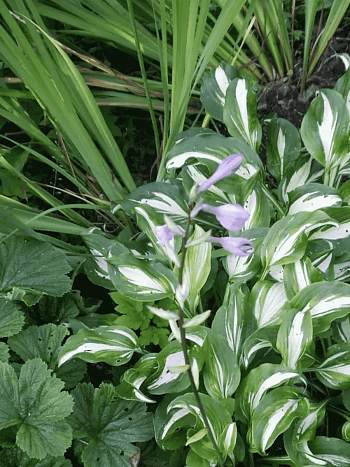 Хоста Mediovariegata