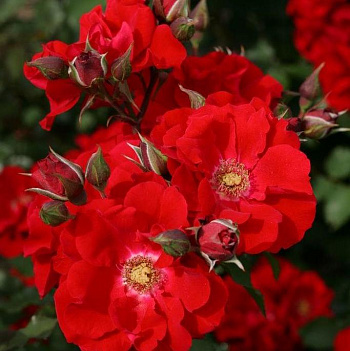 Роза кустовая Roter Korsar