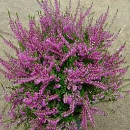 Вереск обыкновенный Carmen